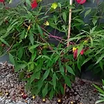 Rose For 4 Guests In Rose Liubliana