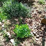 Rose For 4 Guests In Rose * リュブリャナ