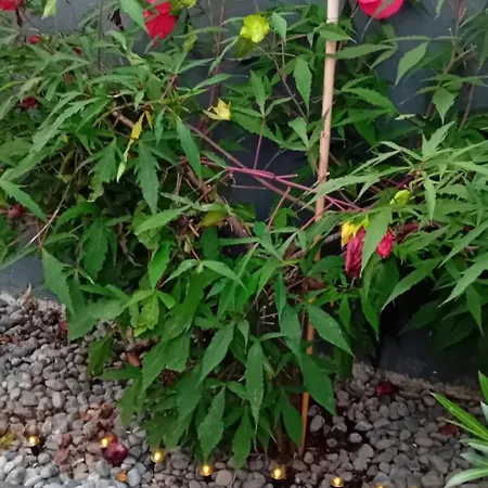 Rose For 4 Guests In Rose ليوبليانا