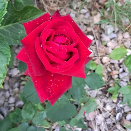 منزل للإقامة Rose For 4 Guests In Rose *