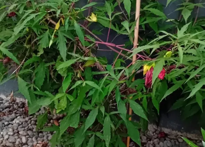 Rose For 4 Guests In Rose Любляна