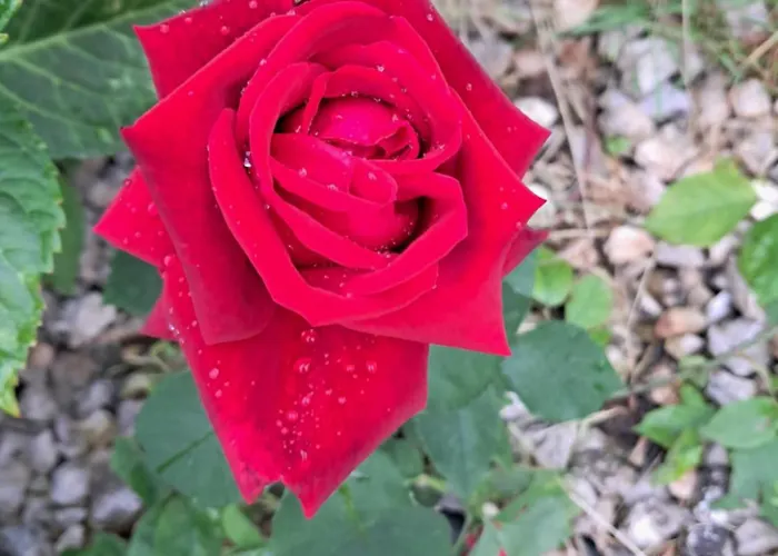 Ostanak kod kuće Rose For 4 Guests In Rose *