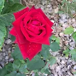 منزل للإقامة Rose For 4 Guests In Rose *